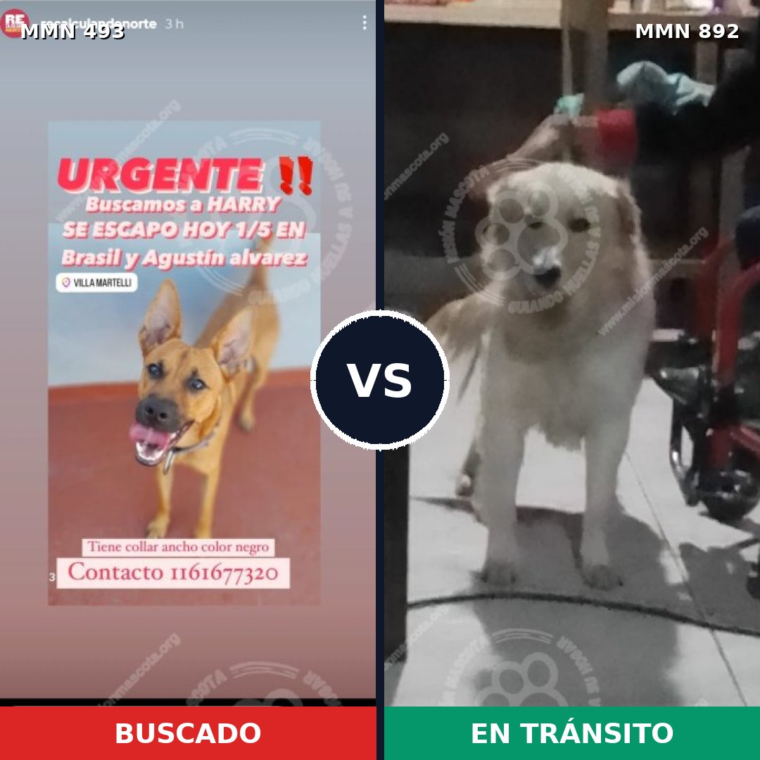 Comparativa MMS 14410: mascota perdida y mascota encontrada, 54% de similitud