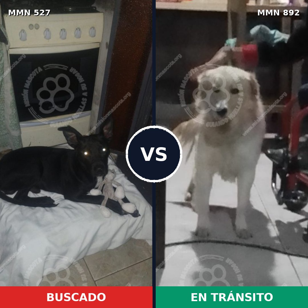 Comparativa MMS 14412: mascota perdida y mascota encontrada, 36% de similitud