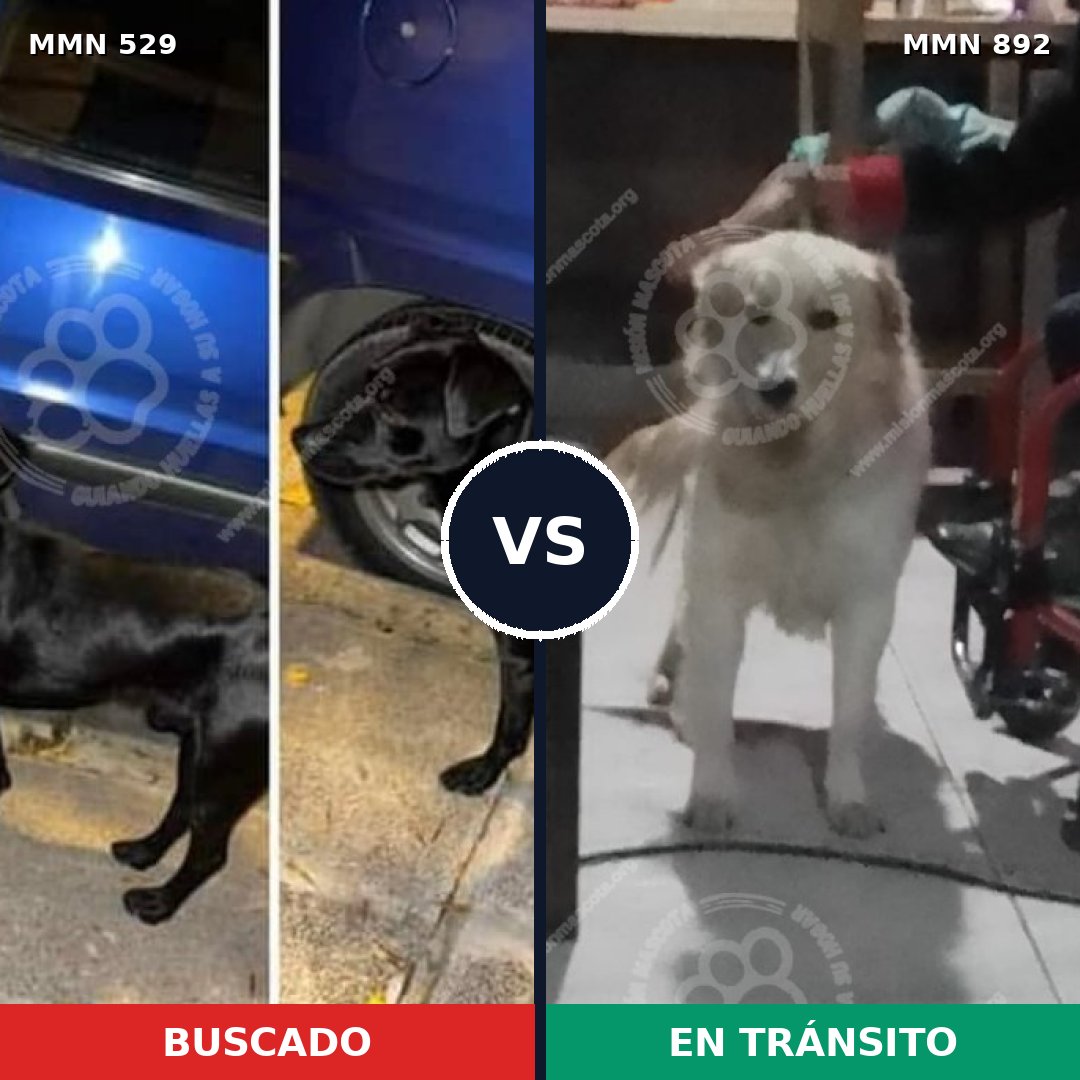 Comparativa MMS 14413: mascota perdida y mascota encontrada, 20% de similitud