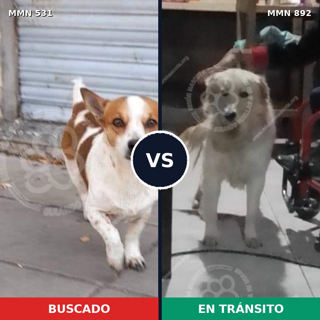 Comparativa MMS 14414: mascota perdida y mascota encontrada, 36% de similitud