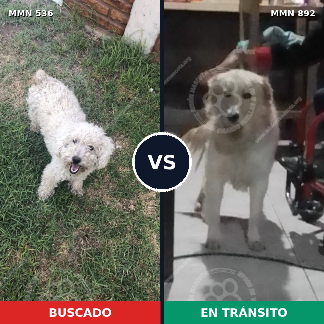 Comparativa MMS 14416: mascota perdida y mascota encontrada, 27% de similitud