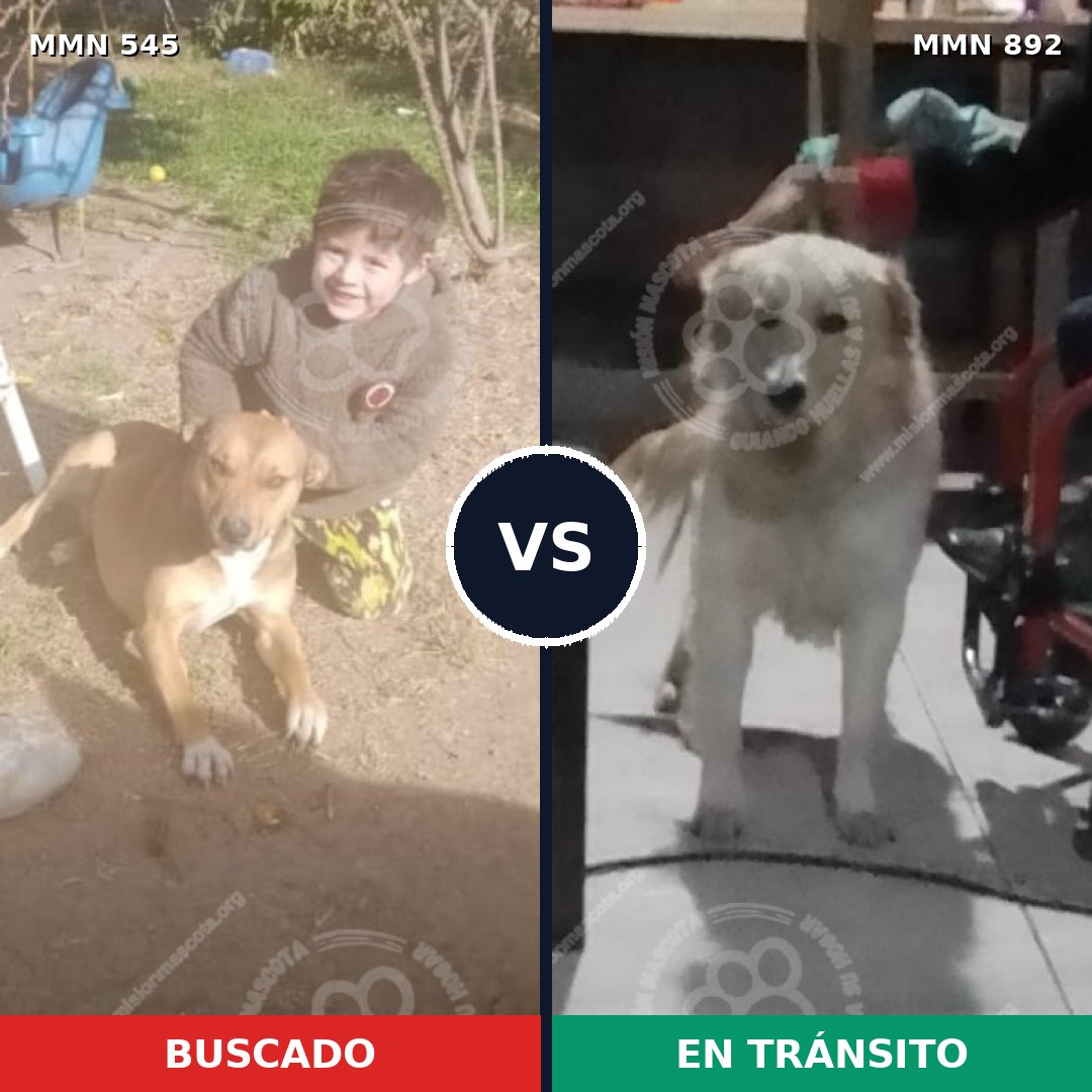 Comparativa MMS 14417: mascota perdida y mascota encontrada, 36% de similitud