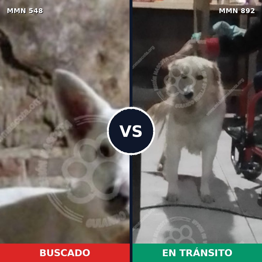 Comparativa MMS 14418: mascota perdida y mascota encontrada, 51% de similitud