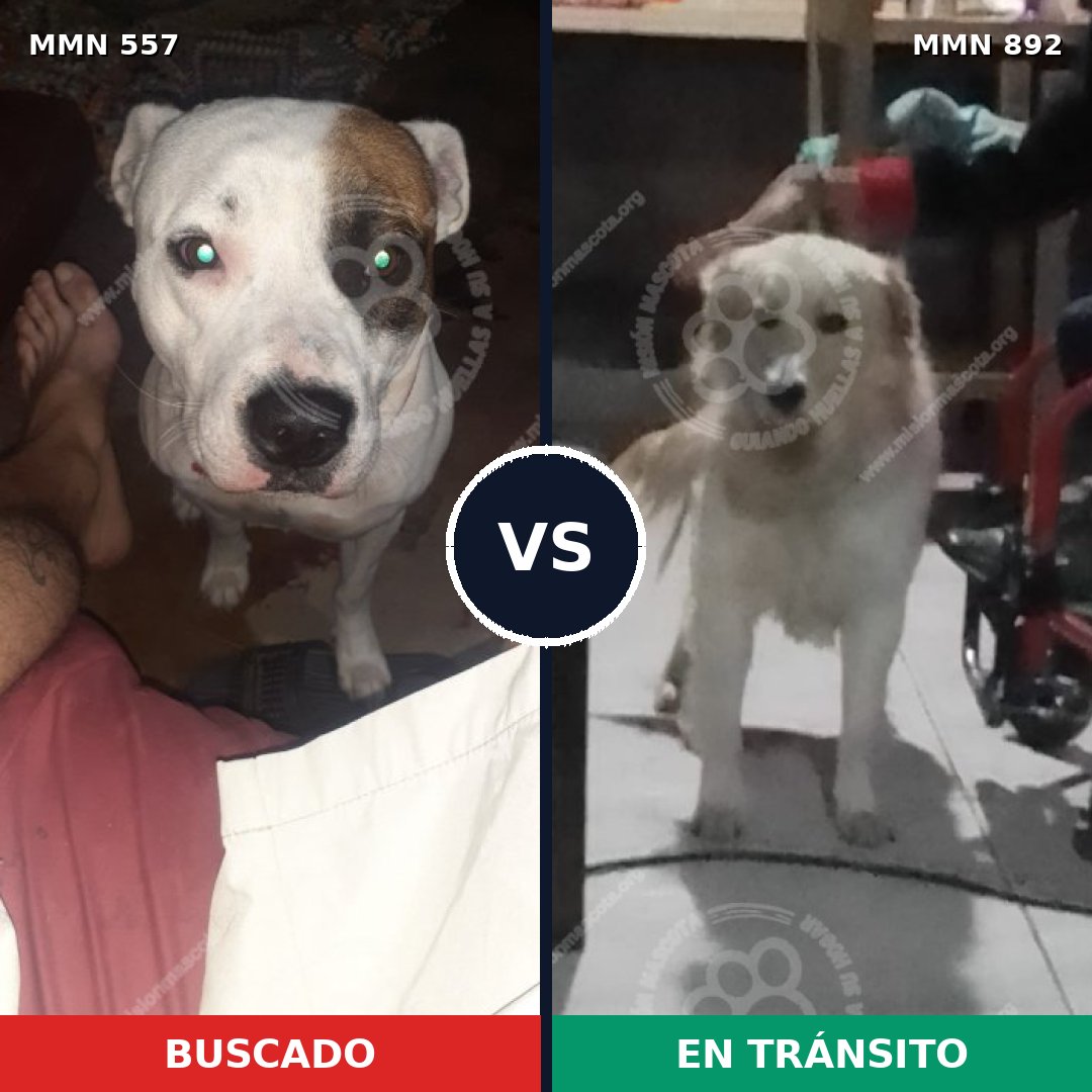 Comparativa MMS 14419: mascota perdida y mascota encontrada, 34% de similitud