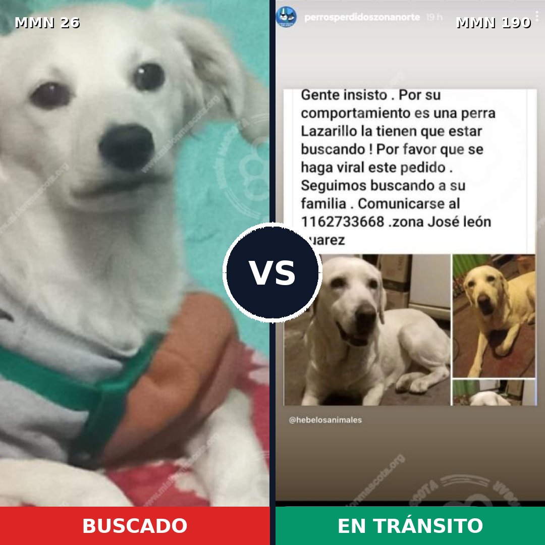 Comparativa MMS 1442: mascota perdida y mascota encontrada, 26% de similitud
