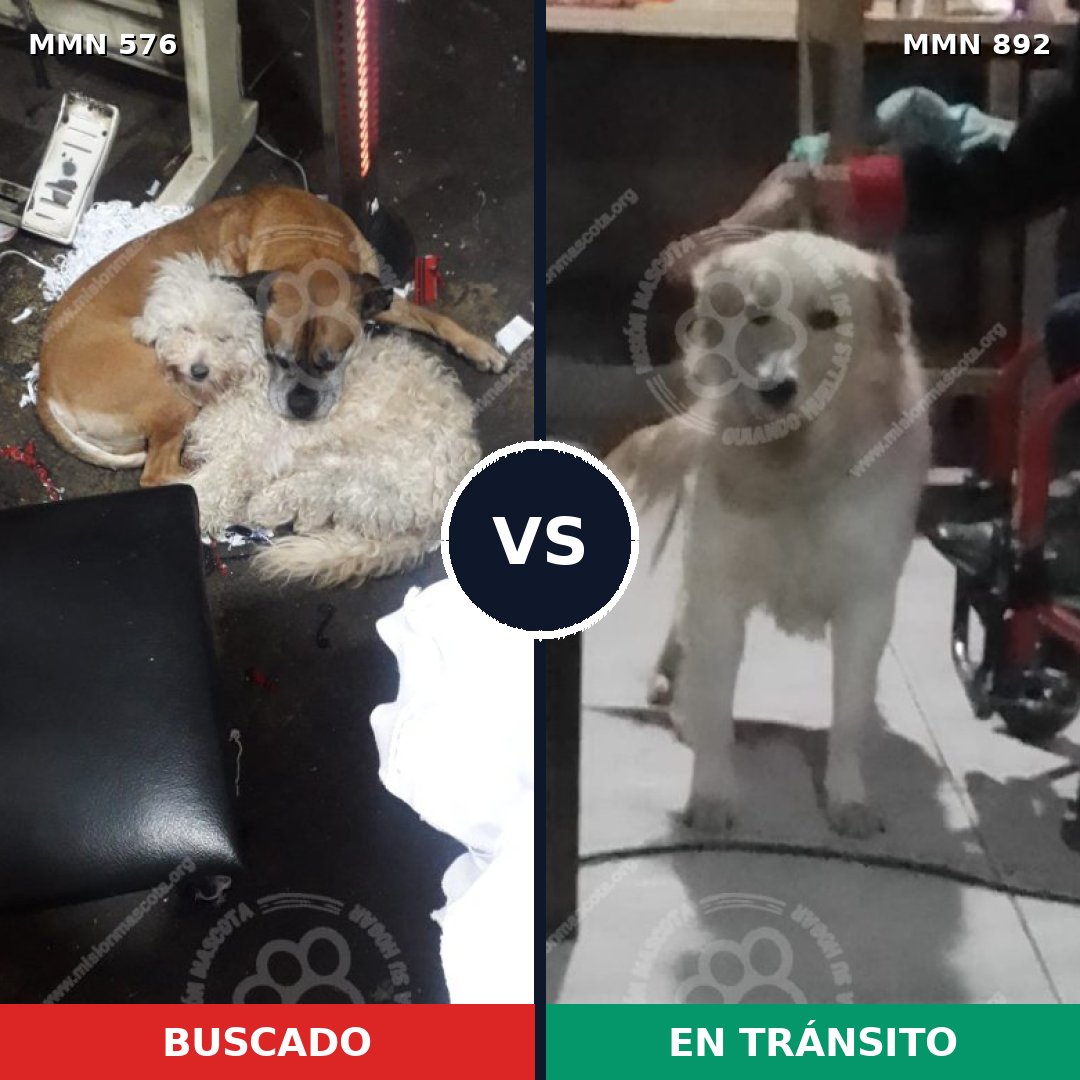 Comparativa MMS 14423: mascota perdida y mascota encontrada, 20% de similitud