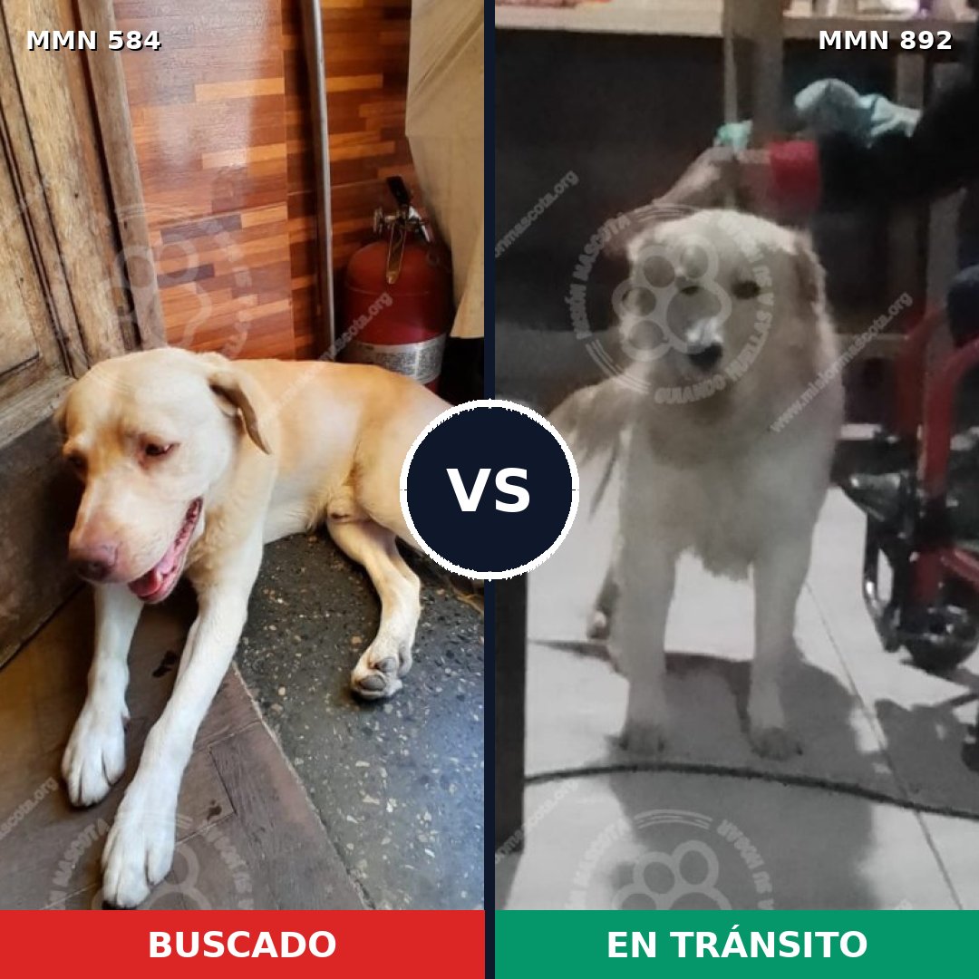 Comparativa MMS 14425: mascota perdida y mascota encontrada, 40% de similitud