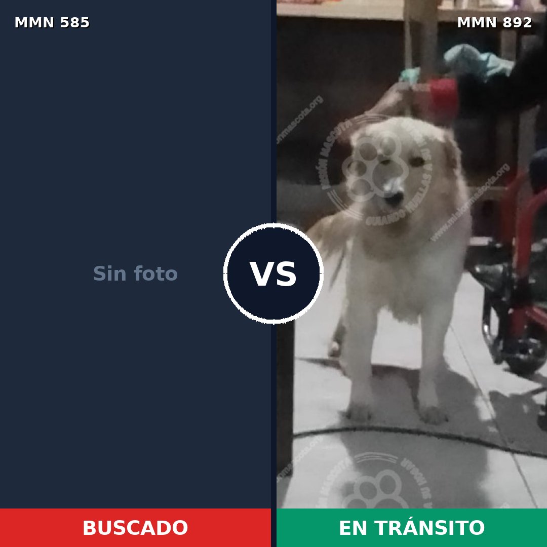 Comparativa MMS 14426: mascota perdida y mascota encontrada, 41% de similitud