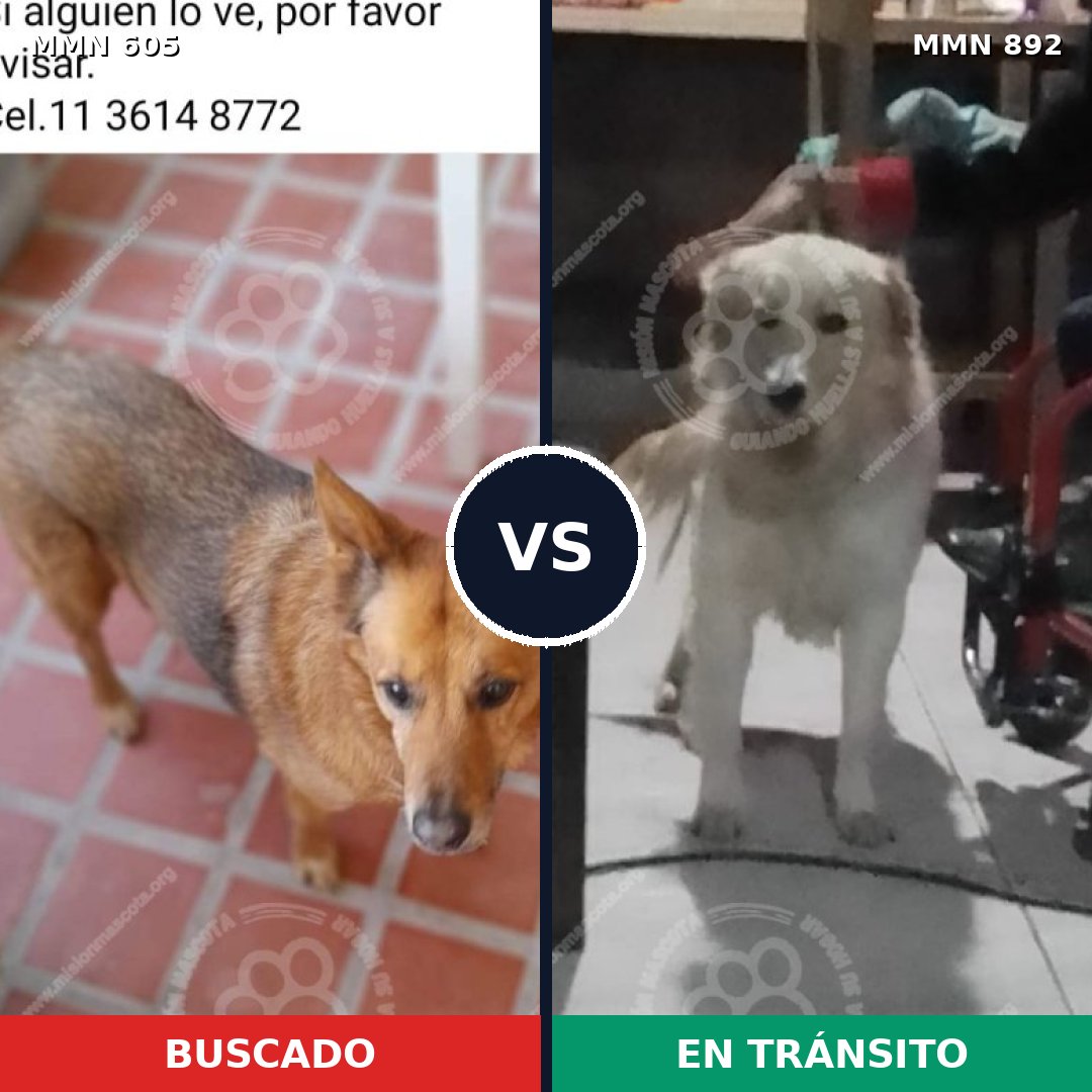 Comparativa MMS 14427: mascota perdida y mascota encontrada, 52% de similitud