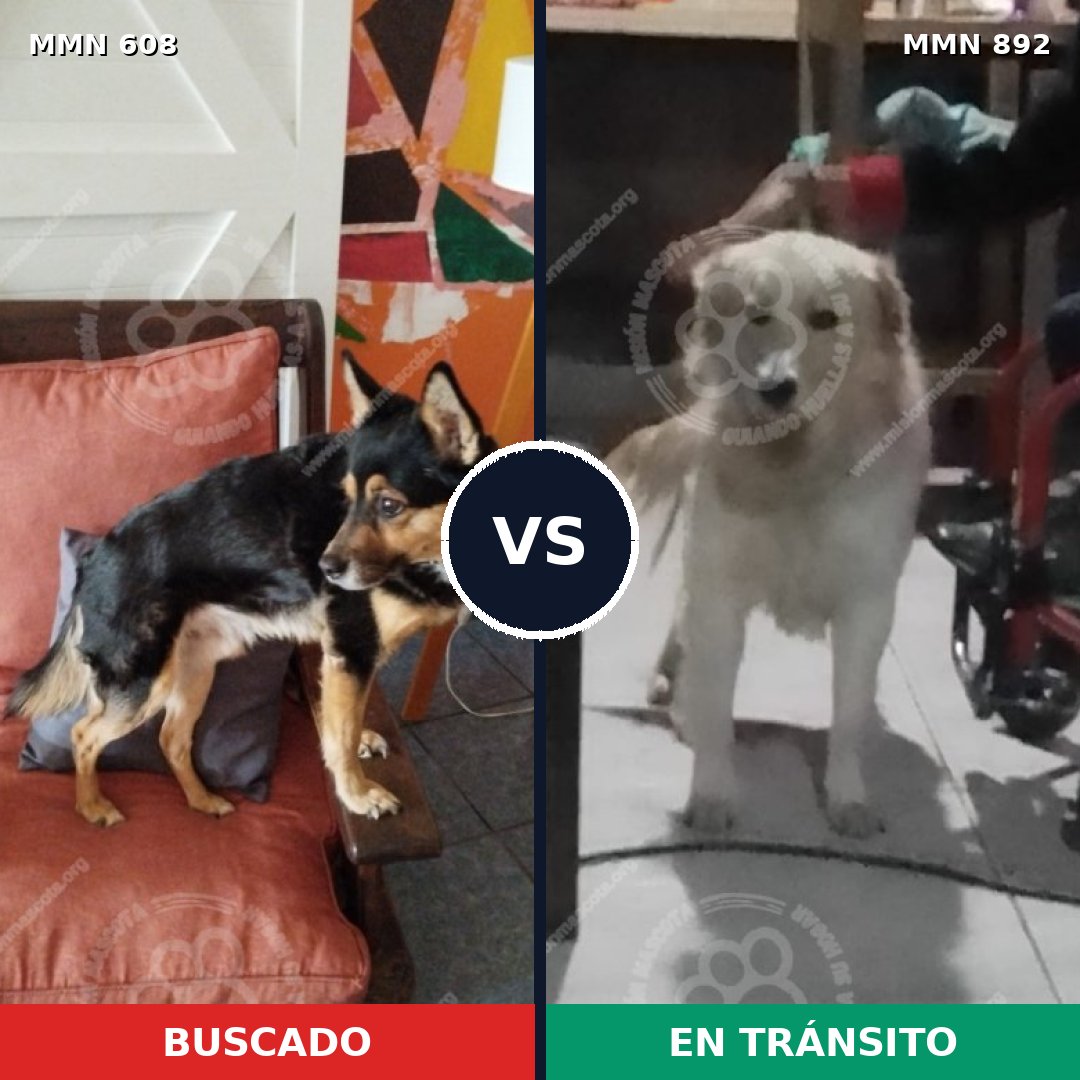 Comparativa MMS 14429: mascota perdida y mascota encontrada, 58% de similitud