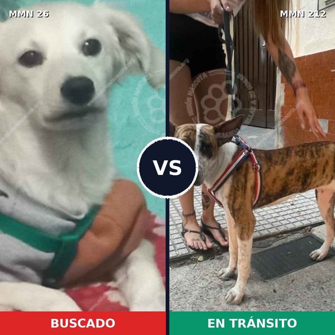 Comparativa MMS 1443: mascota perdida y mascota encontrada, 11% de similitud