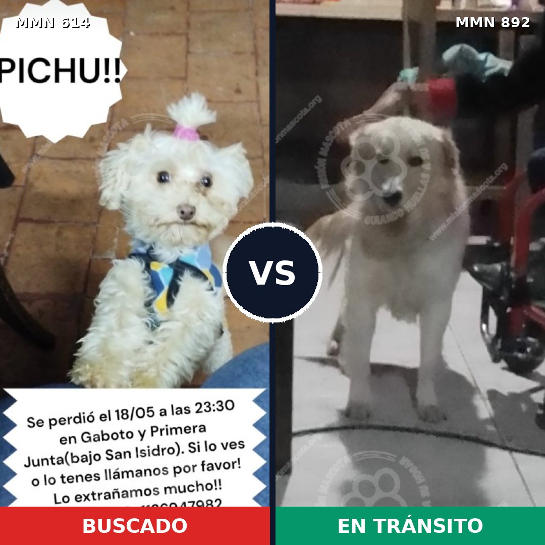 Comparativa MMS 14431: mascota perdida y mascota encontrada, 27% de similitud