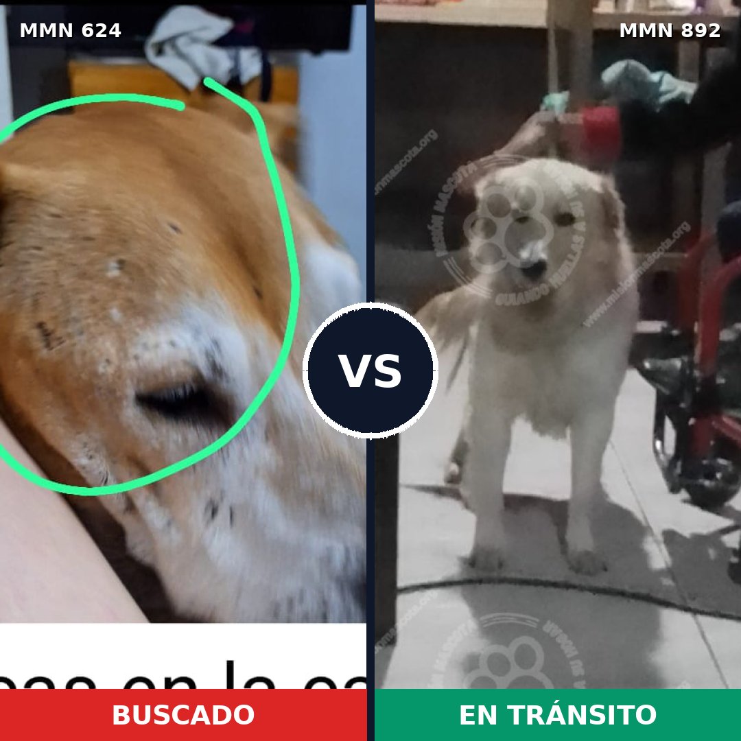 Comparativa MMS 14433: mascota perdida y mascota encontrada, 46% de similitud