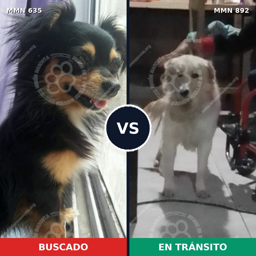 Comparativa MMS 14434: mascota perdida y mascota encontrada, 25% de similitud