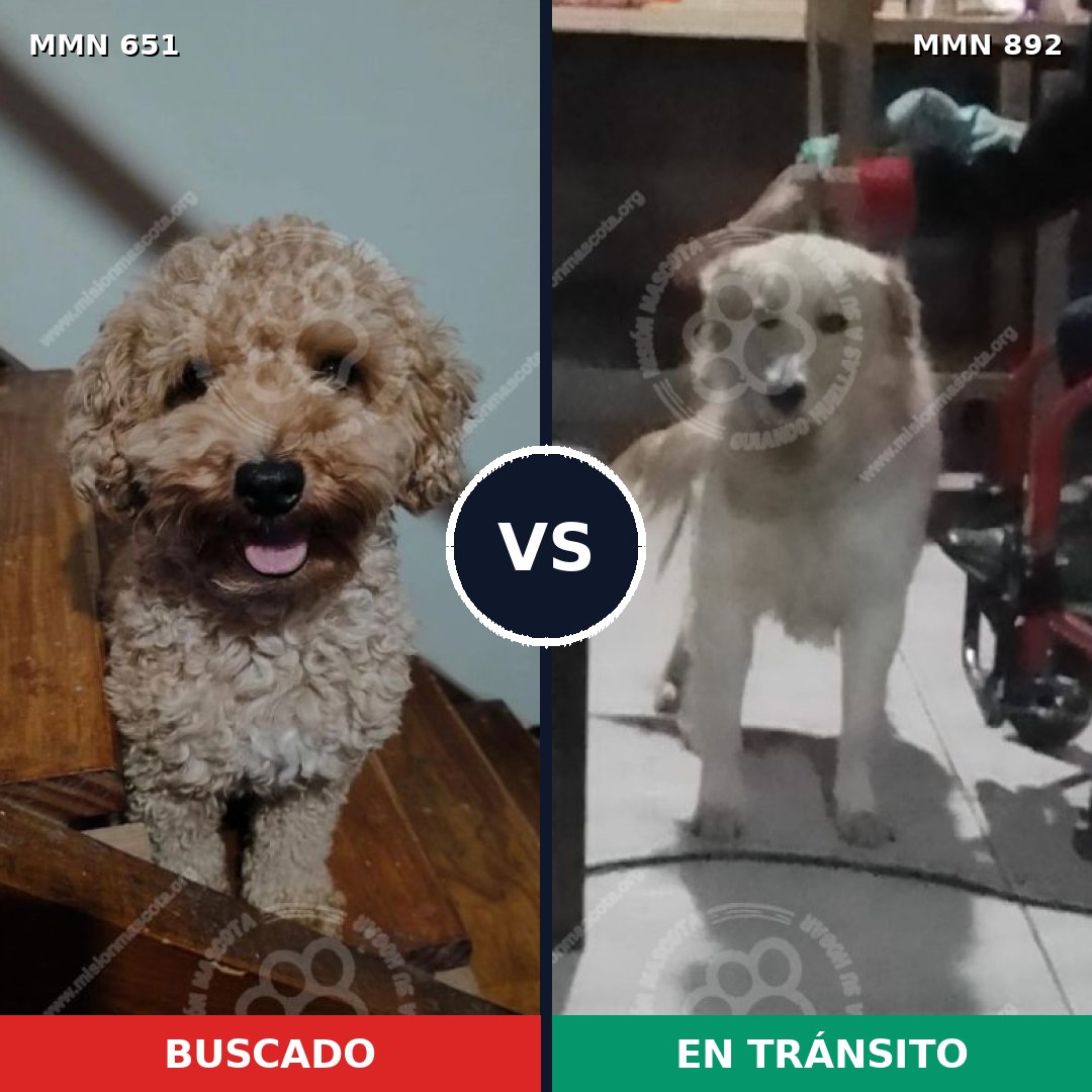 Comparativa MMS 14436: mascota perdida y mascota encontrada, 27% de similitud