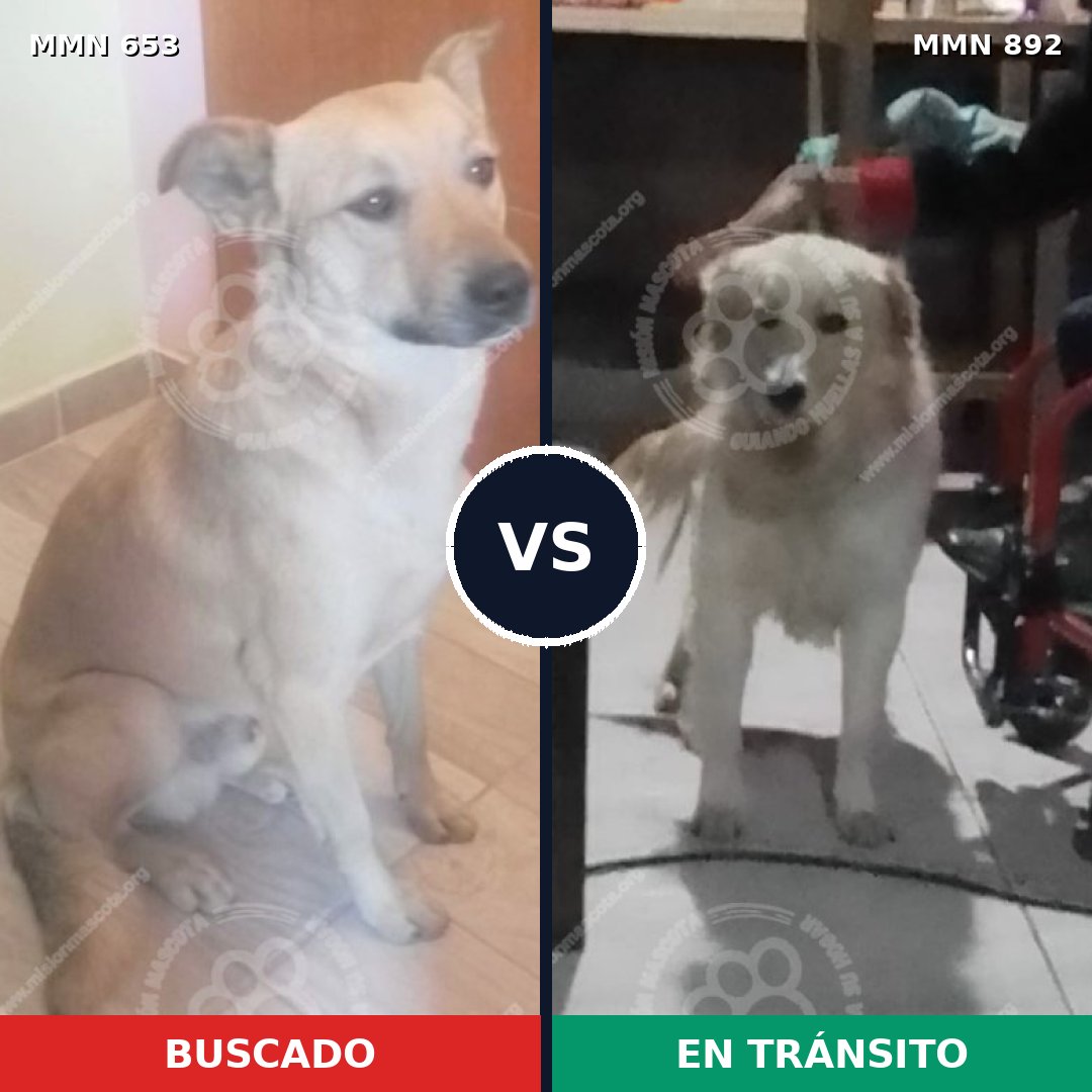 Comparativa MMS 14437: mascota perdida y mascota encontrada, 58% de similitud