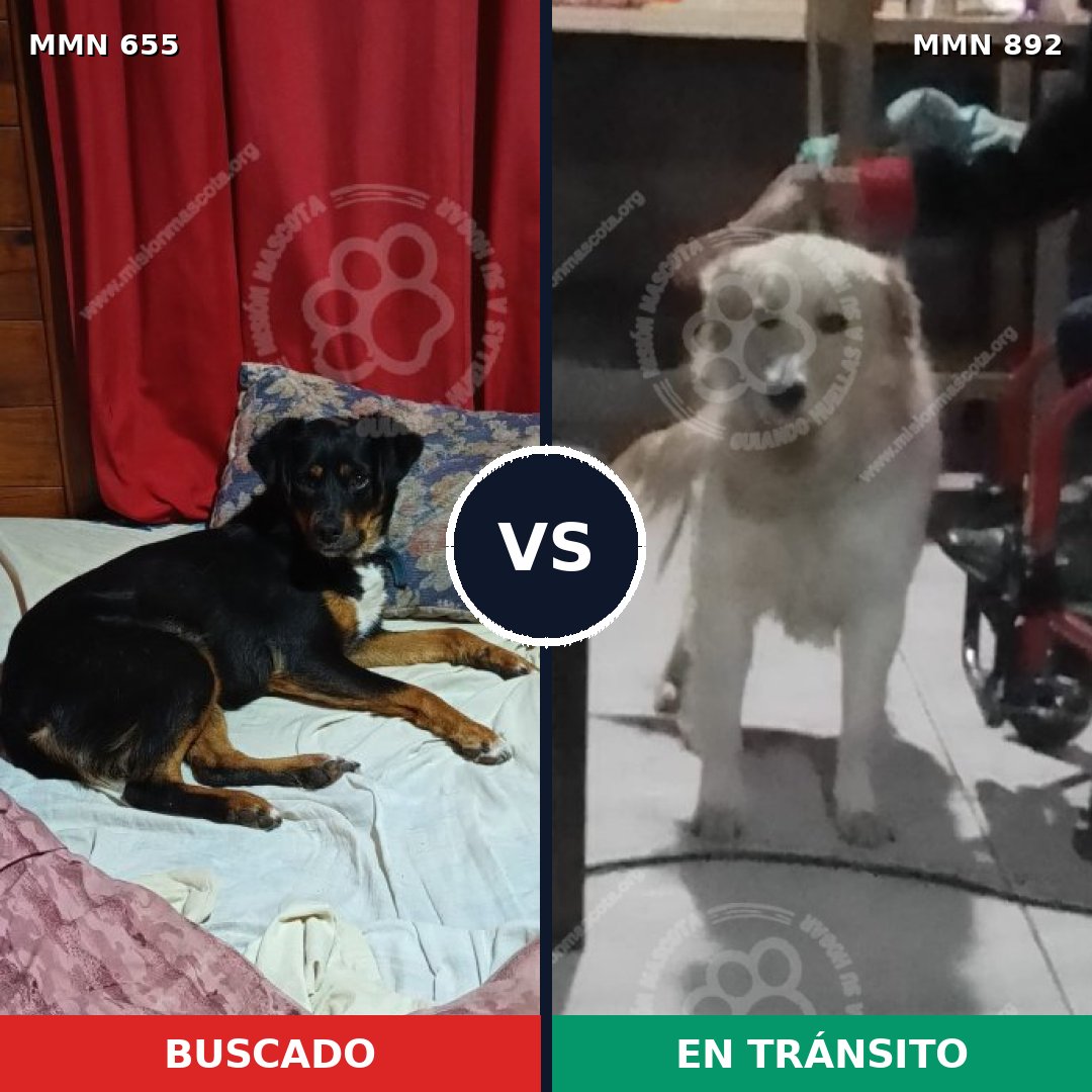 Comparativa MMS 14438: mascota perdida y mascota encontrada, 33% de similitud