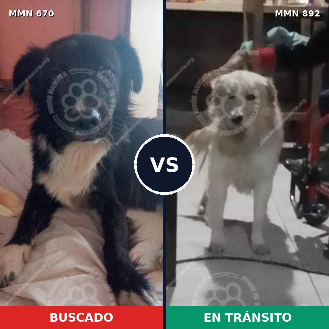 Comparativa MMS 14440: mascota perdida y mascota encontrada, 39% de similitud
