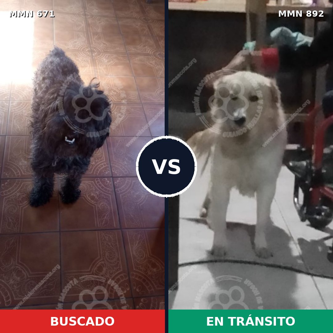 Comparativa MMS 14441: mascota perdida y mascota encontrada, 23% de similitud
