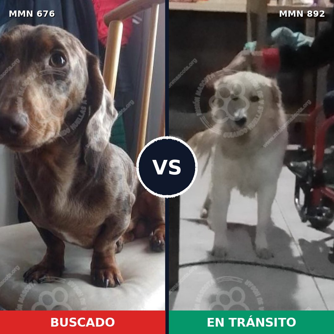 Comparativa MMS 14442: mascota perdida y mascota encontrada, 23% de similitud