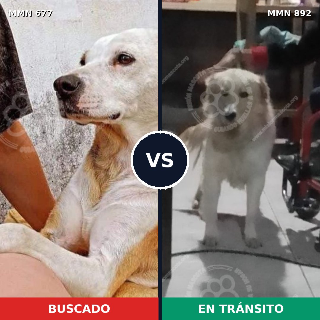 Comparativa MMS 14443: mascota perdida y mascota encontrada, 59% de similitud