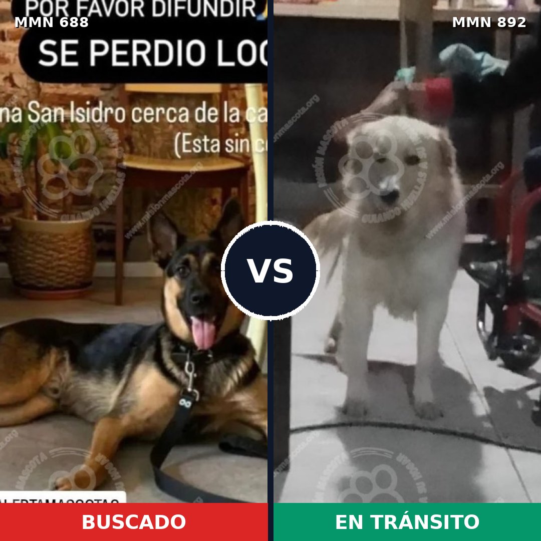 Comparativa MMS 14444: mascota perdida y mascota encontrada, 50% de similitud