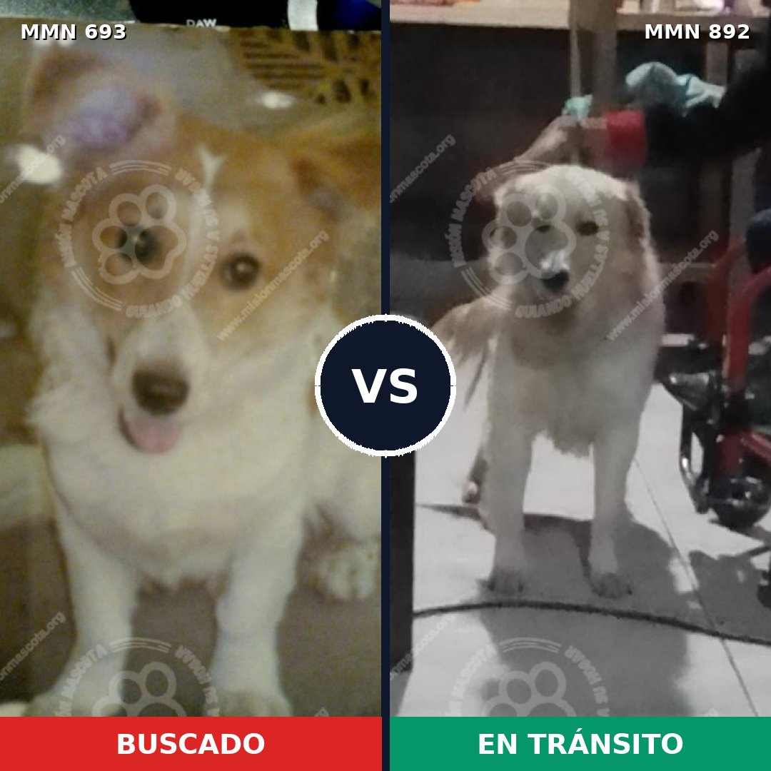 Comparativa MMS 14445: mascota perdida y mascota encontrada, 38% de similitud