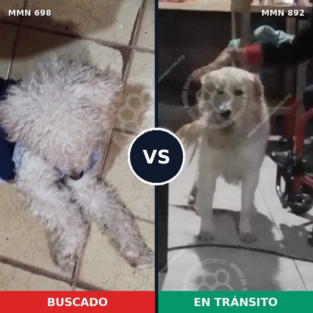Comparativa MMS 14446: mascota perdida y mascota encontrada, 26% de similitud