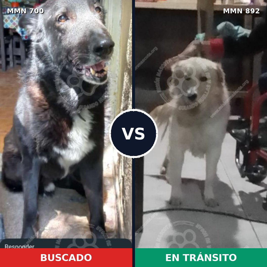 Comparativa MMS 14447: mascota perdida y mascota encontrada, 68% de similitud