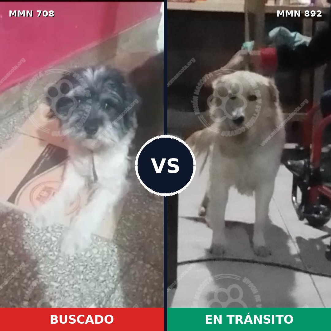 Comparativa MMS 14449: mascota perdida y mascota encontrada, 30% de similitud
