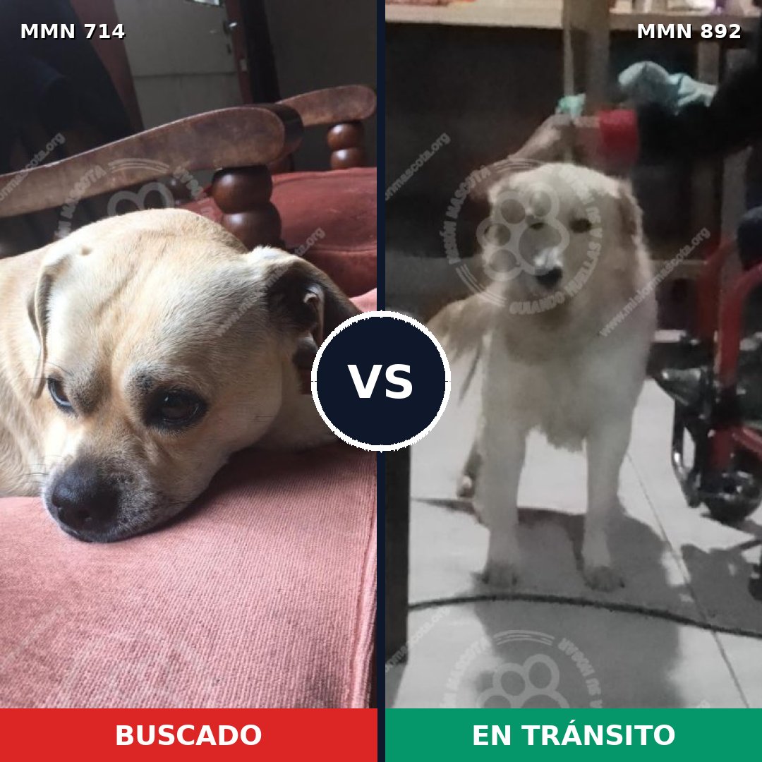 Comparativa MMS 14450: mascota perdida y mascota encontrada, 20% de similitud