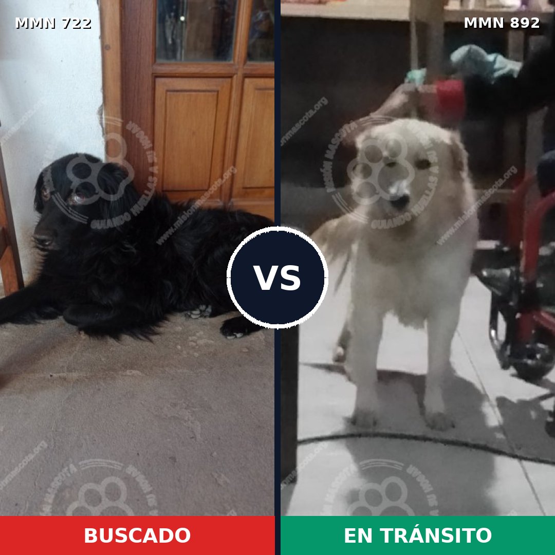Comparativa MMS 14451: mascota perdida y mascota encontrada, 30% de similitud