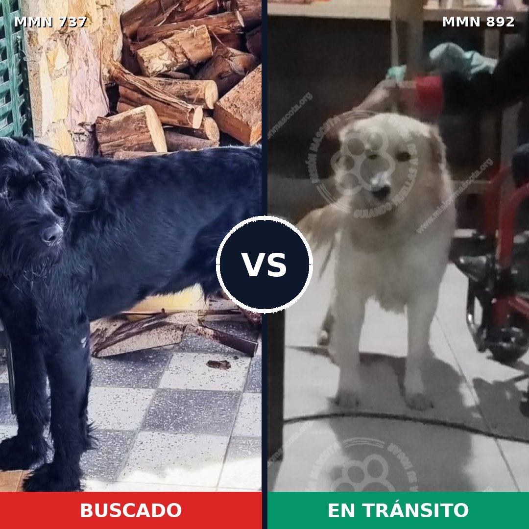 Comparativa MMS 14452: mascota perdida y mascota encontrada, 34% de similitud
