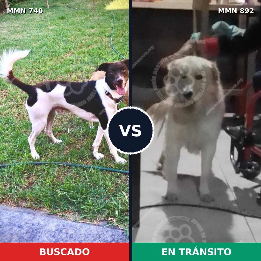Comparativa MMS 14453: mascota perdida y mascota encontrada, 64% de similitud