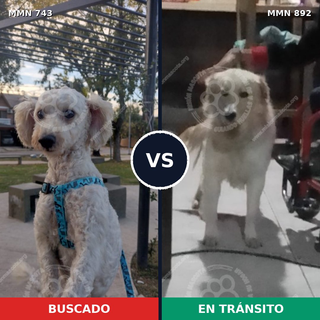 Comparativa MMS 14454: mascota perdida y mascota encontrada, 37% de similitud