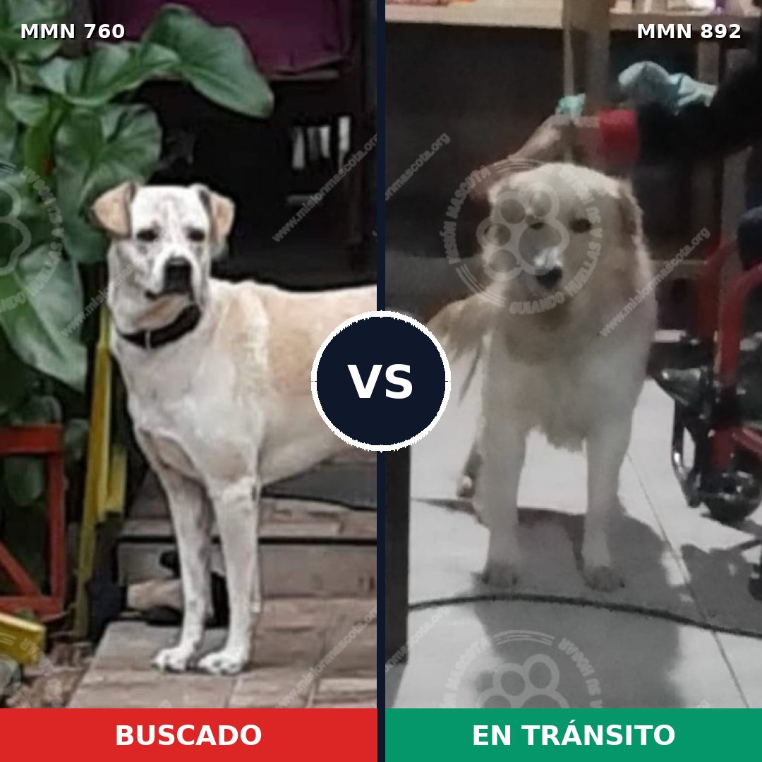 Comparativa MMS 14457: mascota perdida y mascota encontrada, 37% de similitud