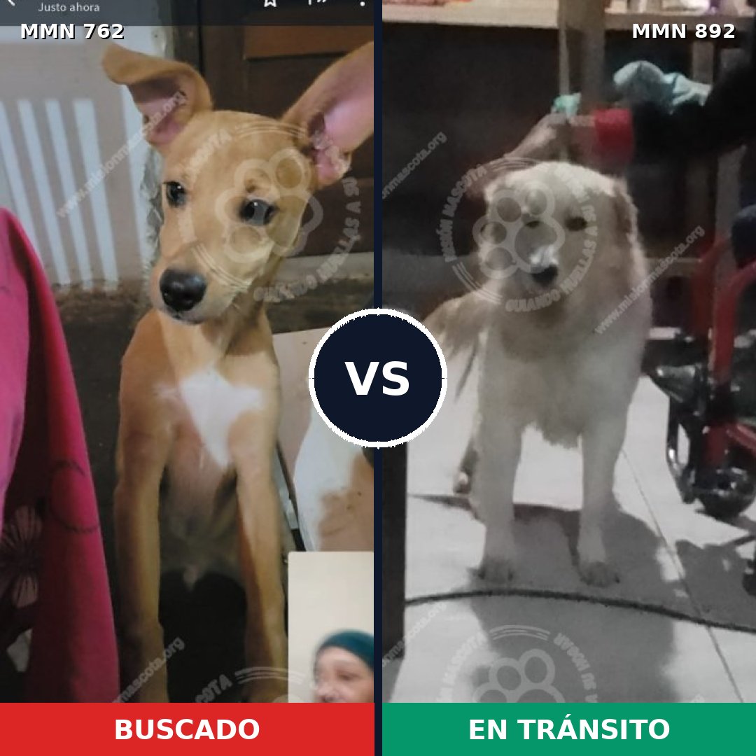 Comparativa MMS 14458: mascota perdida y mascota encontrada, 61% de similitud