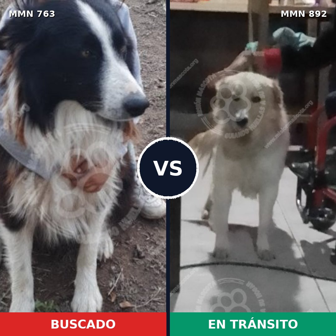 Comparativa MMS 14459: mascota perdida y mascota encontrada, 29% de similitud