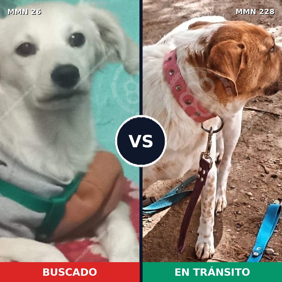 Comparativa MMS 1446: mascota perdida y mascota encontrada, 26% de similitud