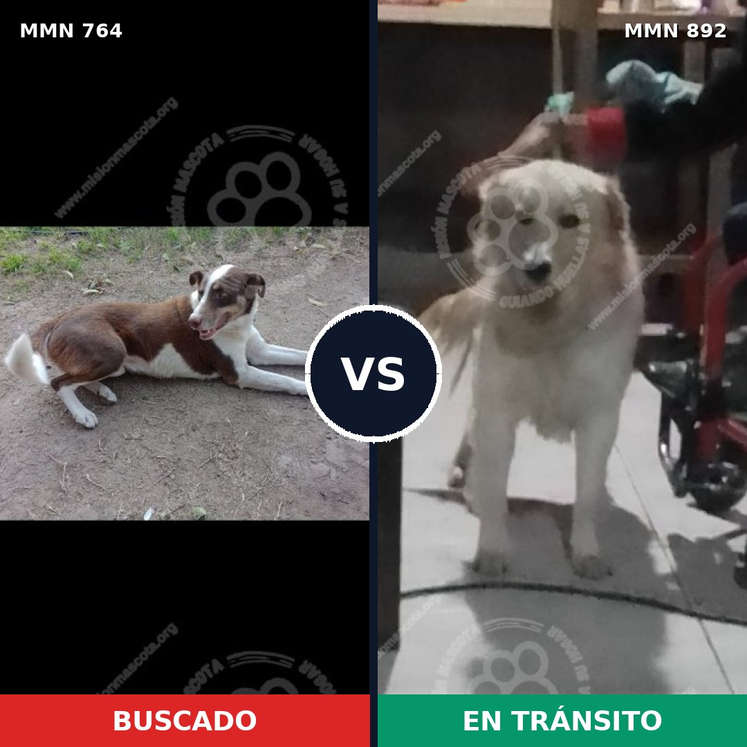 Comparativa MMS 14460: mascota perdida y mascota encontrada, 50% de similitud