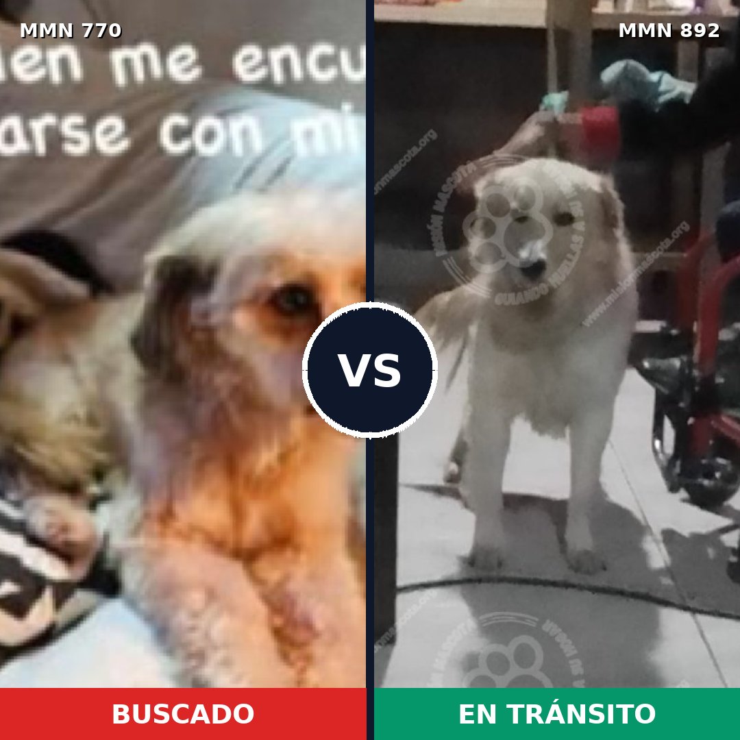 Comparativa MMS 14463: mascota perdida y mascota encontrada, 51% de similitud