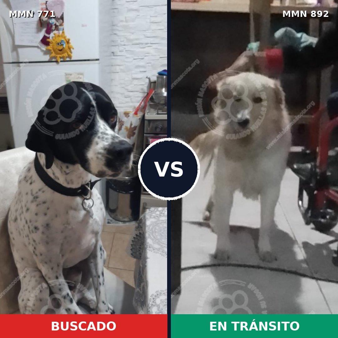 Comparativa MMS 14464: mascota perdida y mascota encontrada, 48% de similitud