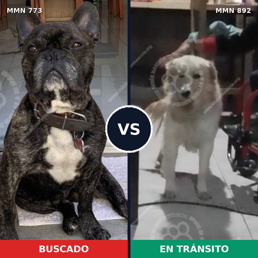 Comparativa MMS 14465: mascota perdida y mascota encontrada, 31% de similitud
