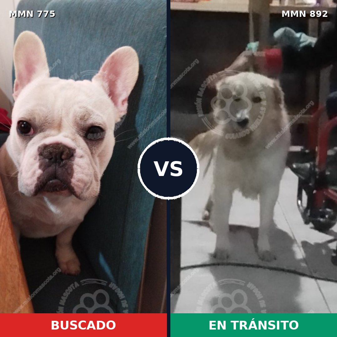 Comparativa MMS 14466: mascota perdida y mascota encontrada, 34% de similitud