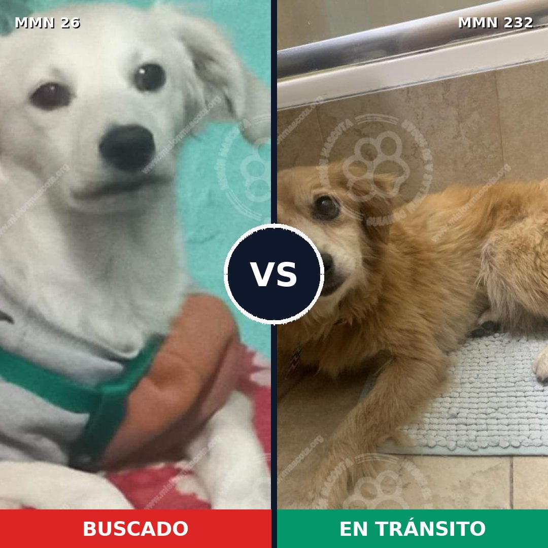 Comparativa MMS 1447: mascota perdida y mascota encontrada, 67% de similitud