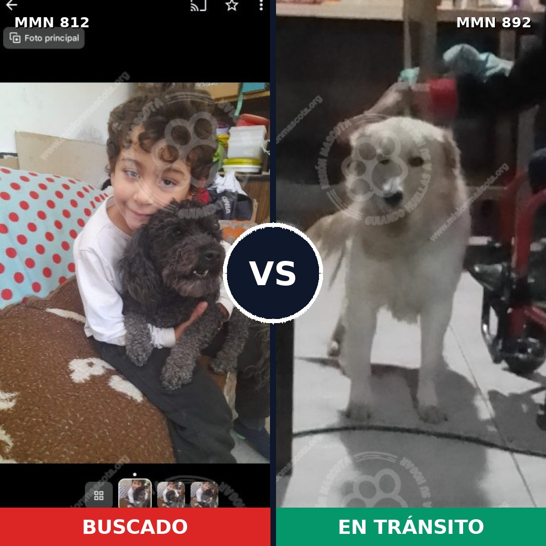 Comparativa MMS 14472: mascota perdida y mascota encontrada, 15% de similitud