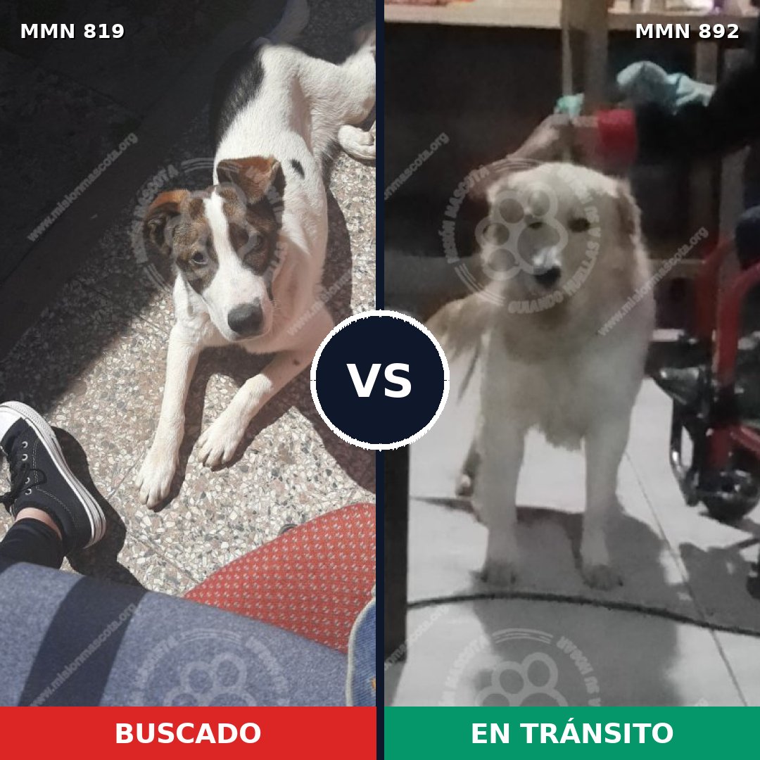 Comparativa MMS 14474: mascota perdida y mascota encontrada, 59% de similitud