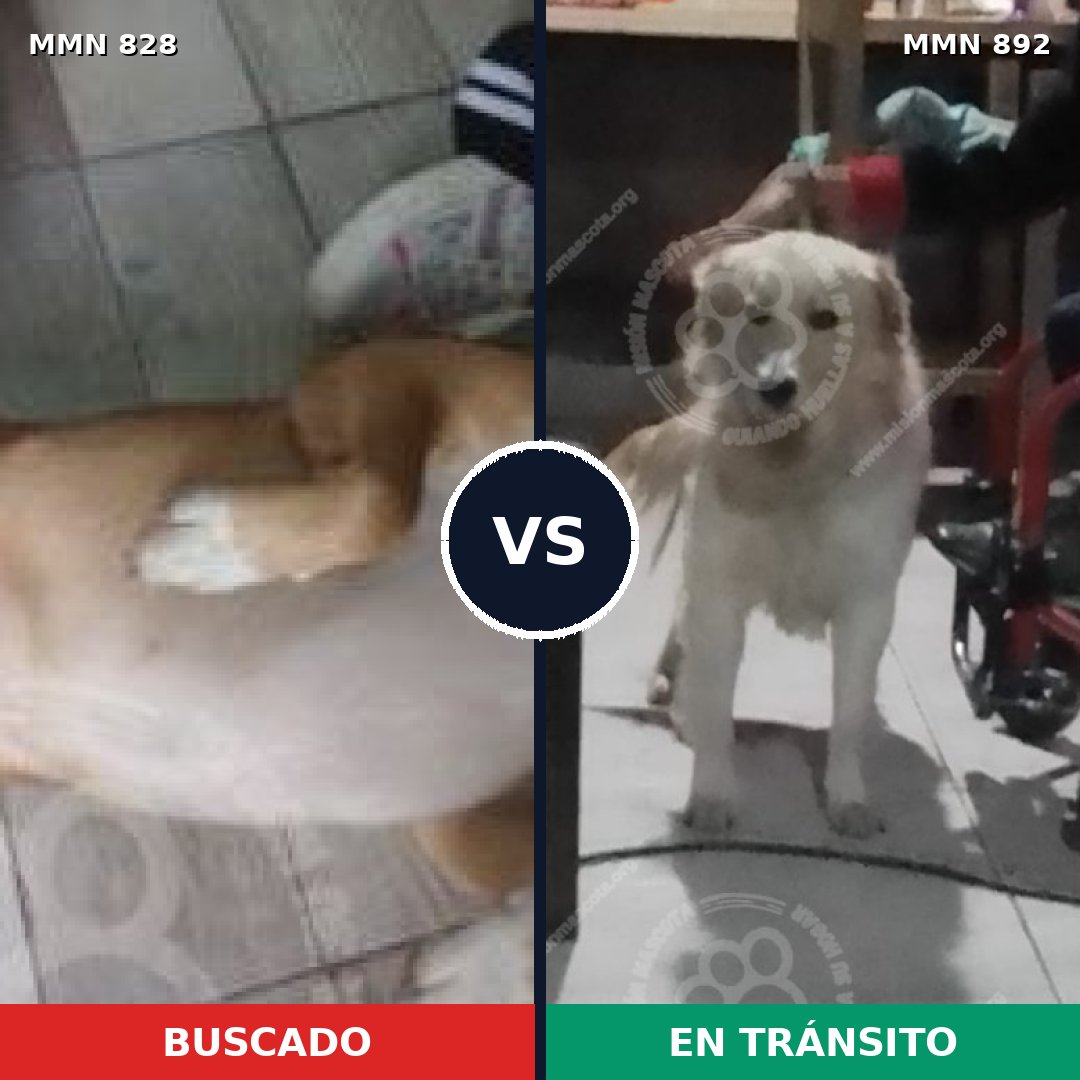 Comparativa MMS 14475: mascota perdida y mascota encontrada, 59% de similitud