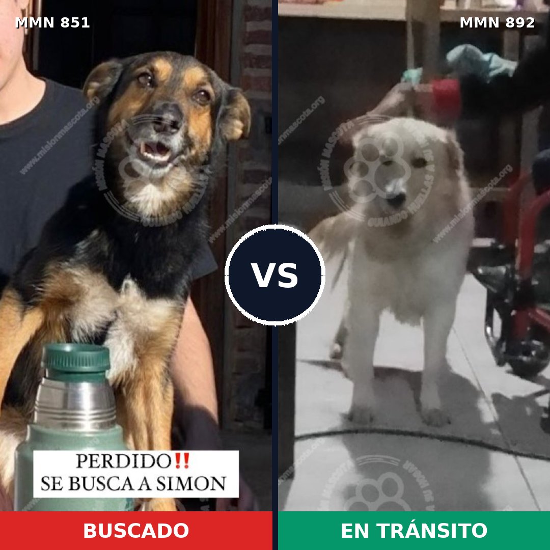 Comparativa MMS 14478: mascota perdida y mascota encontrada, 56% de similitud