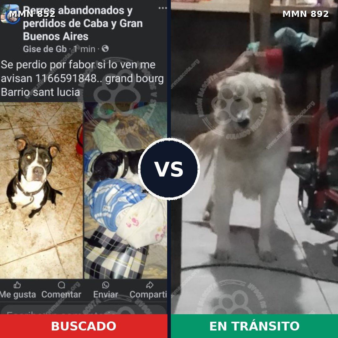 Comparativa MMS 14479: mascota perdida y mascota encontrada, 52% de similitud